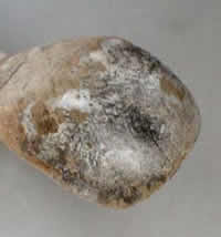 Salts efflorescence in bone