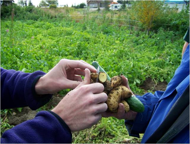 Geneticist Examining Potato