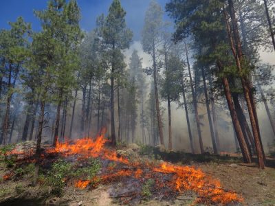 Micro-Climate Blog: Present and Past Experience of Wildfire Management