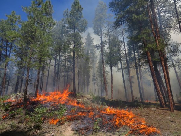 A wildfire burning in a forest