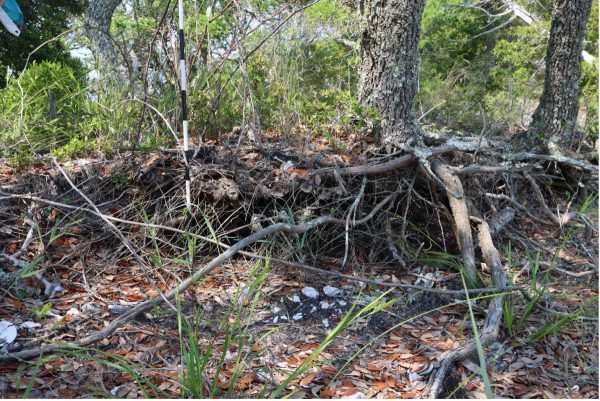 Archaeological shell midden with erosion.